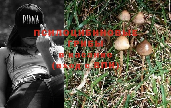 PSILOCYBIN Елизово